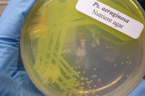 Pseudomonas aeruginosa A culture of the Gram-negative bacteria Pseudomonas aeruginosa