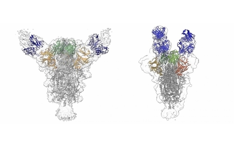 SARS-CoV-2 neutralizing antibodies neutralizing antibodies