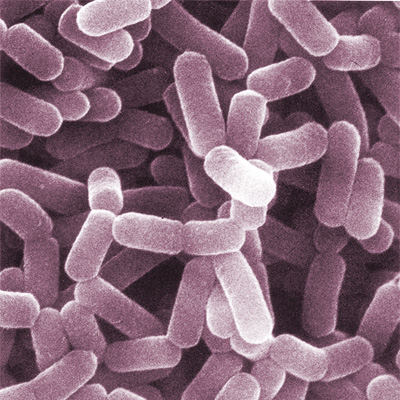 Gut bacteria 1 Gut bacteria 1