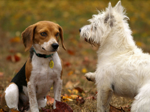 Dogs Dogs