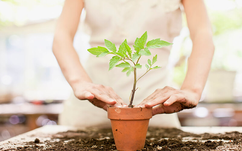 plant stem cell skincare plant stem cell skincare