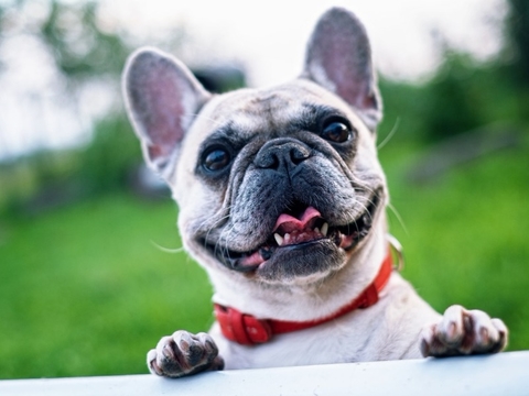 happydog happydog