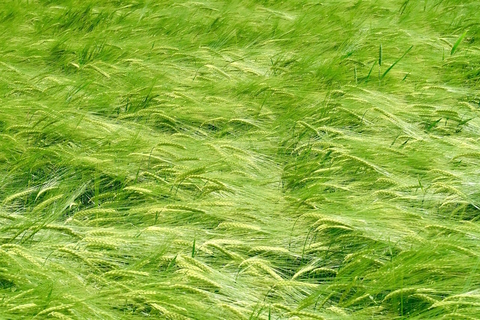 field field