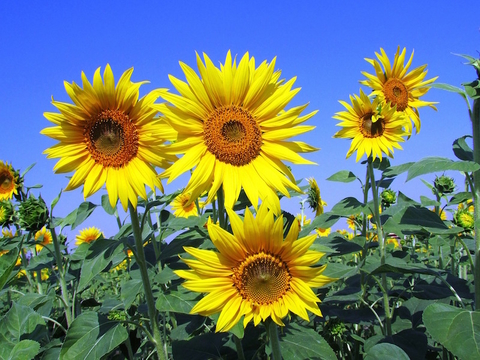sunflowers sunflowers
