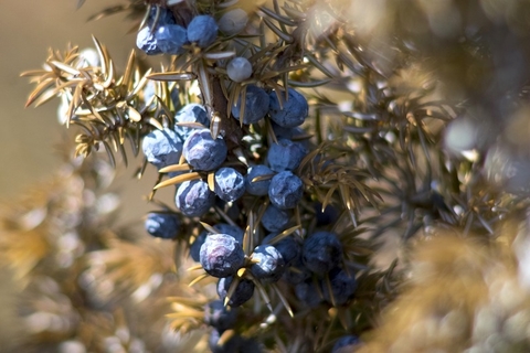 juniper juniper