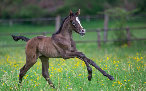 Colt Colt