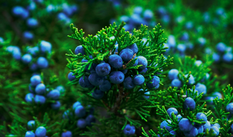 Juniper Juniper