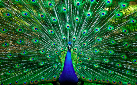 peacock peacock