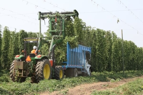 Rogue Farms 2017 fall hop harvest Rogue Ales & Spirits 2017 fall hop harvest
