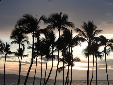 Maui Maui