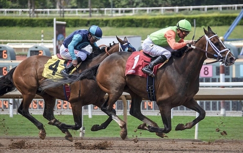 horse race horse race