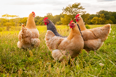 Cage-free chickens Cage-free chickens