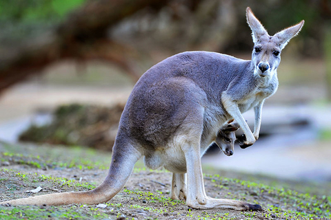Avanti Australia Editorial Grey kangaroo in Australia