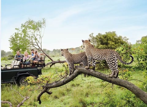 South Africa Itinerary Image of group of people witnessing wildlife