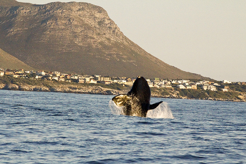 Southern Right Whale in South Africa Southern Right Whale in South Africa