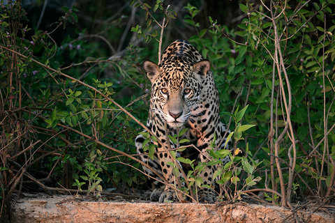 jaguar Brazil - MikeLane45/iStock/Getty Images Plus/Getty Images jaguar Brazil