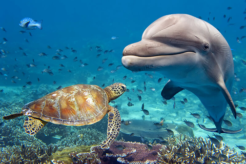 Dolphin Indonesia // Photo by AndreaIzzotti/iStock/Getty Images Plus/Getty Images Dolphin Indonesia