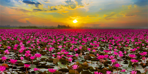 Red Lotus Sea Thailand // Photo by subinpumsom/iStock/Getty Images Plus/Getty Images Red Lotus Sea Thailand