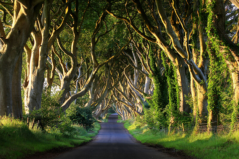 Dark Hedges Northern Ireland // Photo by Mnieteq/iStock/Getty Images Plus/Getty Images Dark Hedges Northern Ireland