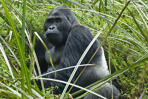 humble in the jungle meeting the gorillas of war torn congo