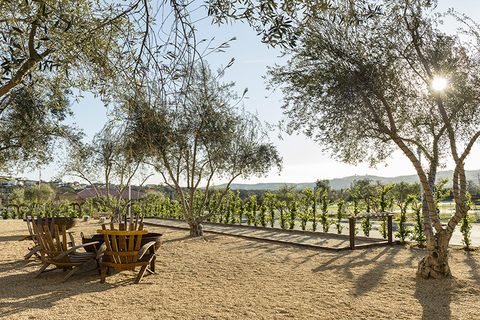 Allegretto Vineyard Resort vineyard - editorial only Allegretto Vineyard Resort vineyard