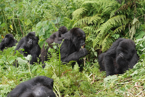 gorilla Rwanda - SimonDannhauer/iStock/Getty Images Plus/Getty Images gorilla Rwanda