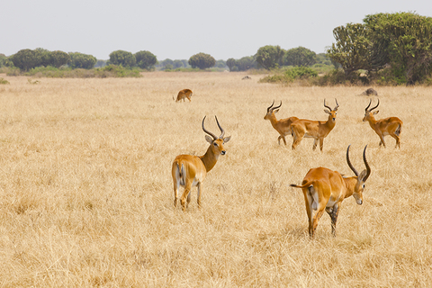 Queen Elizabeth National Park Uganda Getty Queen Elizabeth National Park Uganda