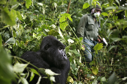mountain gorilla - coronavirus mountain gorilla - coronavirus