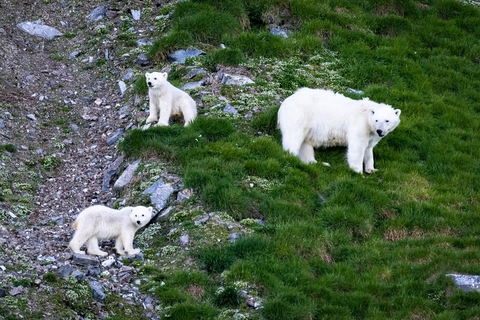 Northeast Passage Polar Bears Courtesy of Abercrombie & Kent Editorial Use Only Northeast Passage Polar Bears Courtesy of Abercrombie & Kent Editorial Use Only