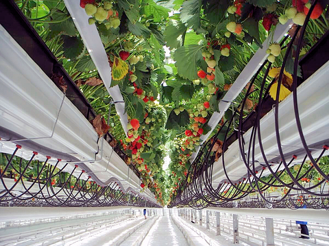 Sensors Insights 2019-03-05 Hero New Tech Overcomes Agricultural Challenges