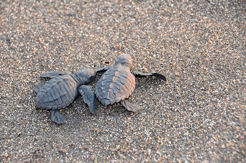 baby turtle - SimonDannhauer/iStock/Getty Images Plus/Getty Images baby turtle on a beach