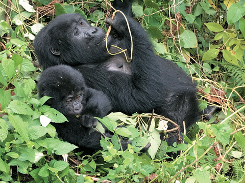 Gorillas Gorillas
