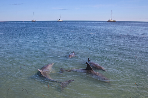 dolphins // Photo by s_porter01/iStock/Getty Images Plus/Getty Images dolphins in Shark Bay