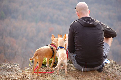 Pet Travel Editorial From Print Pet Travel