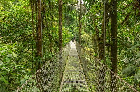 Monteverde, Costa Rica // Photo by DmitriyBurlakov/iStock/Getty Images Plus/Getty Images A hanging bridge in the rainforest of Monteverde, Costa Rica