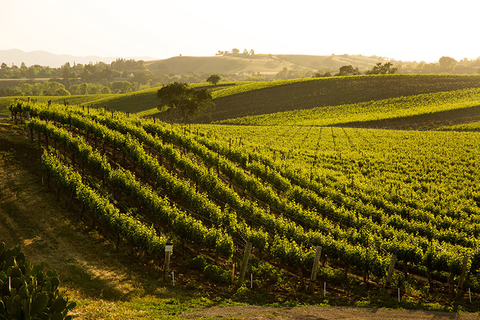 California Winery Credit YaskoCreative iStock Getty Images Plus Getty Images A California winery