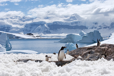 Penguins in Antarctica Penguins in Antarctica