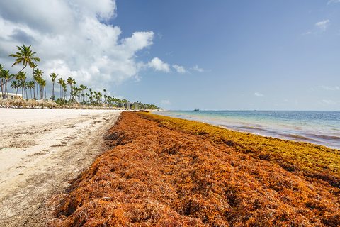 Sargassum in Punta Cana, Dominican Republic Sargassum in Punta Cana, Dominican Republic