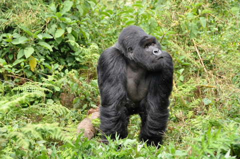 Silverback gorilla Silverback gorilla