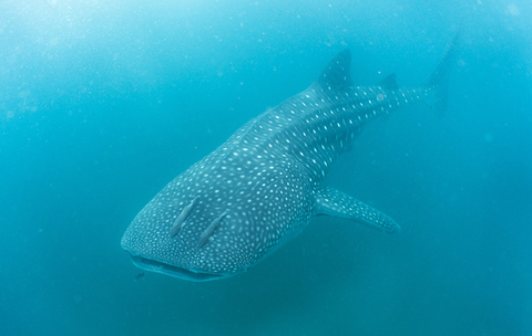 whale shark whale shark