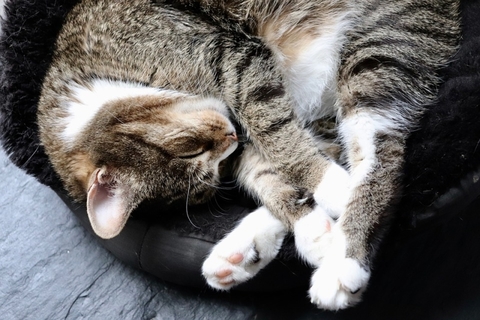 cat asleep cat sleeping