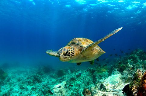 Galapagos turtle - pkphotoscom/iStock/Getty Images Plus/Getty Images Galapagos turtle