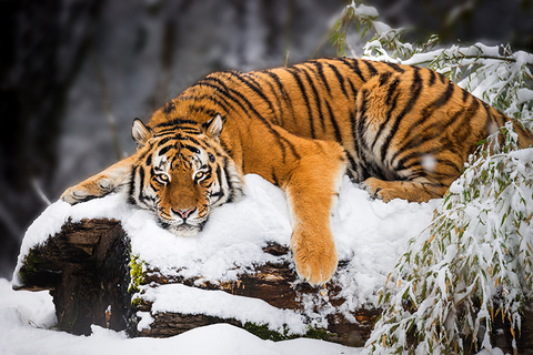 Amur tiger in Russia Amur tiger