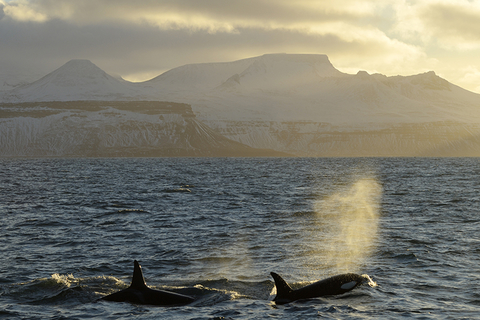 Orcas in Iceland Orcas in Iceland