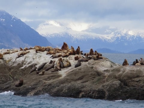 Sea Lions Alaskan Dream Cruises Chichagof Dream Photo by Susan J Young Editorial Use Only Sea Lions Alaskan Dream Cruises Chichagof Dream Photo by Susan J Young Editorial Use Only
