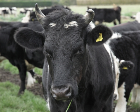 Cow black and white cow