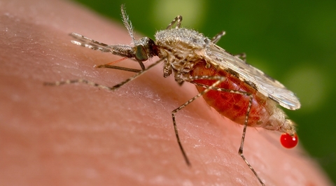 malaria