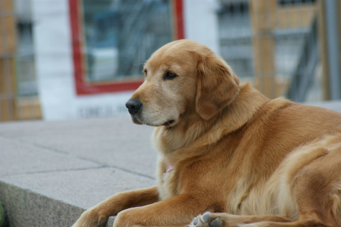 Golden retriever