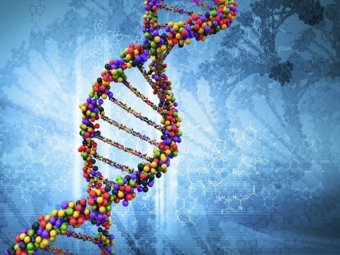 DNA2 DNA