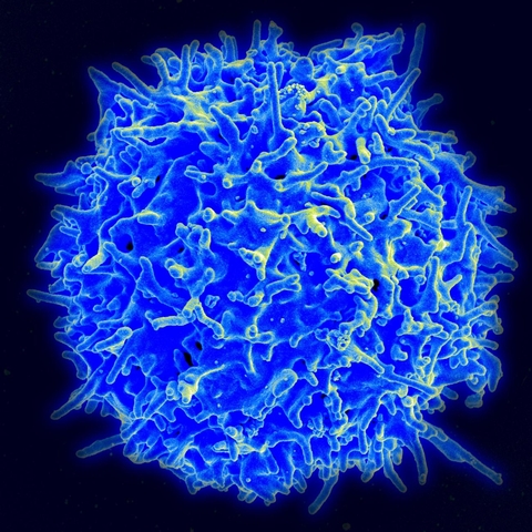 cell therapy